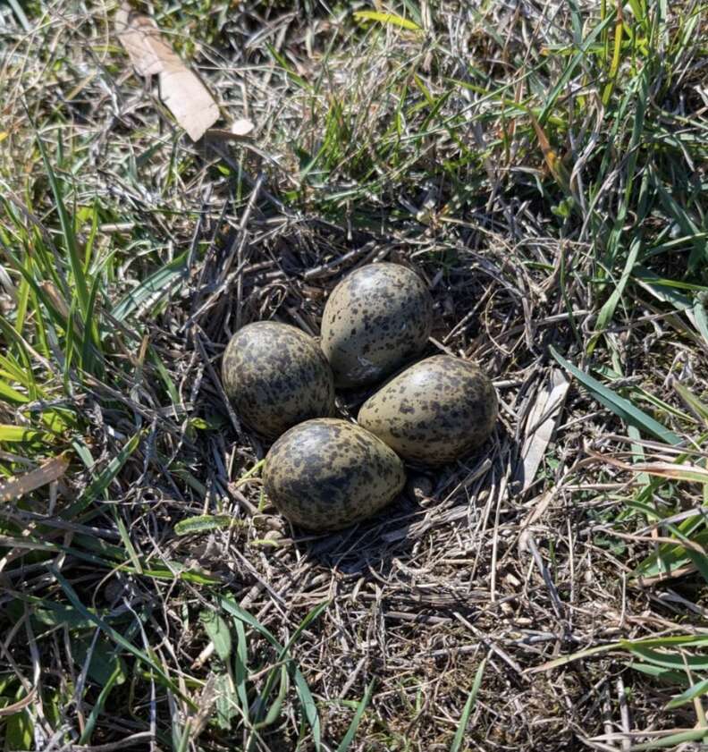 eggs in grass 
