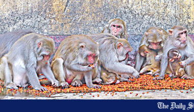The last monkeys of Sadhana Aushadhalaya