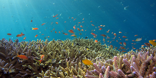 Ecology Enables Endless Evolution