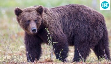 What is Fat Bear Week? 2025 contenders, how to watch and vote for your favorite brown bears at Katmai National Park