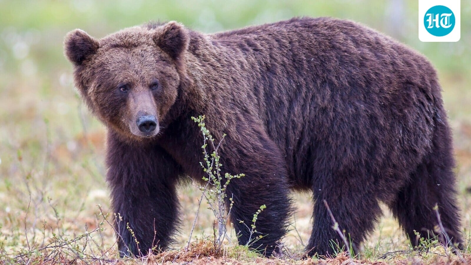 What is Fat Bear Week? 2025 contenders, how to watch and vote for your favorite brown bears at Katmai National Park