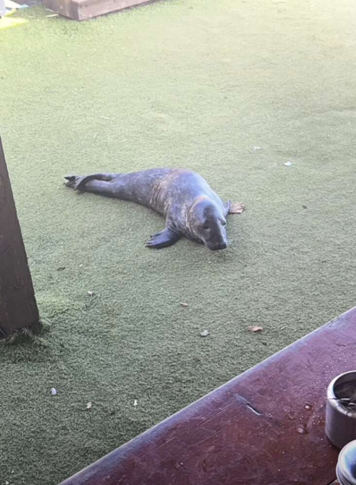 seal at bar