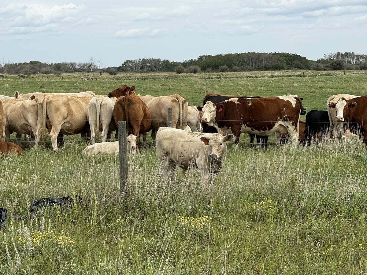 Cattle grazing in a pasture on August 10, 2025.