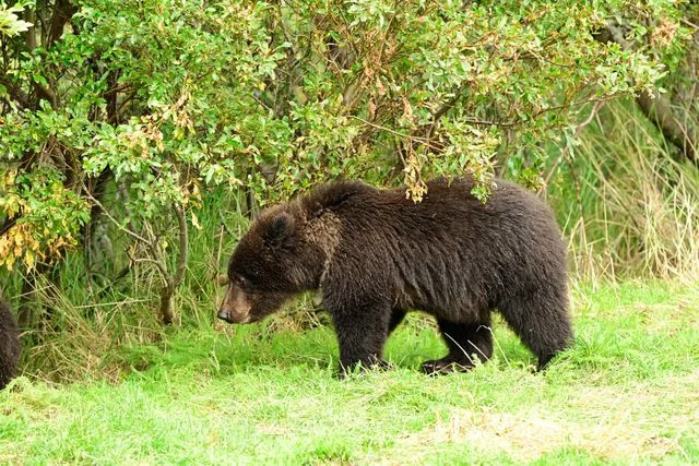 Candice Rusch Fat Bear Week