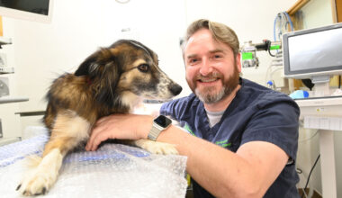 I operate on lions and other animals in Fota