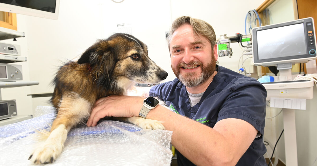 I operate on lions and other animals in Fota