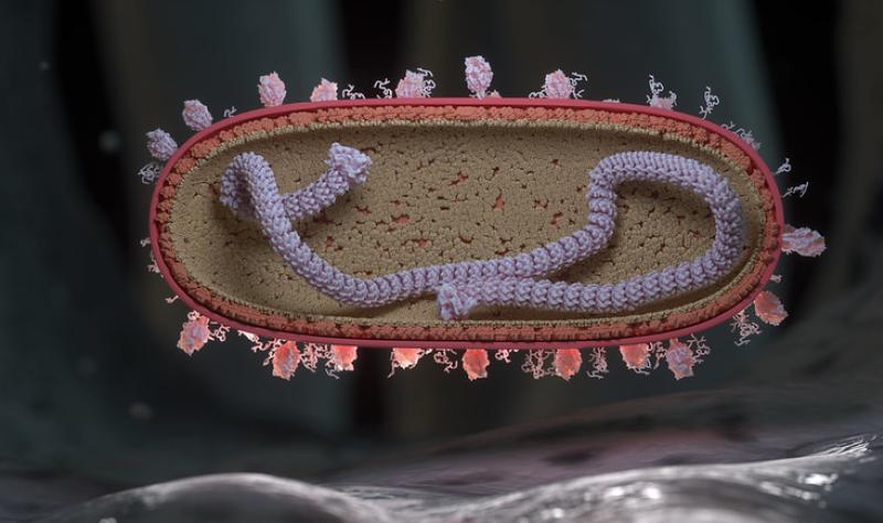 2024-25 study shows nirsevimab 77% protective against RSV hospitalization in infants