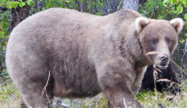 It's Almost Fat Bear Week! Here's Everything You Need to Know About the Beefy Bear Contest
