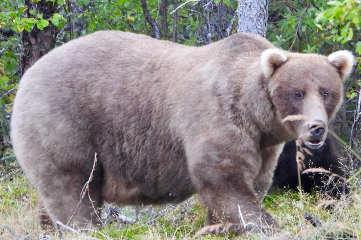 It's Almost Fat Bear Week! Here's Everything You Need to Know About the Beefy Bear Contest