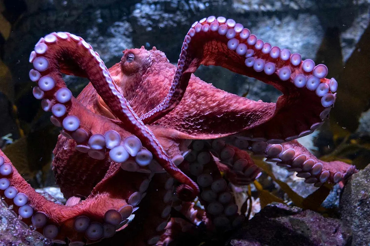 A Beloved Octopus Is Spending Her Last Days Nurturing Her Eggs That Will Never Hatch — Here’s What Will Happen to Her Remains (Exclusive)