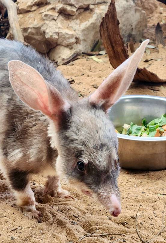 Bilby Lukkanu Is Star Of Wild Genetics