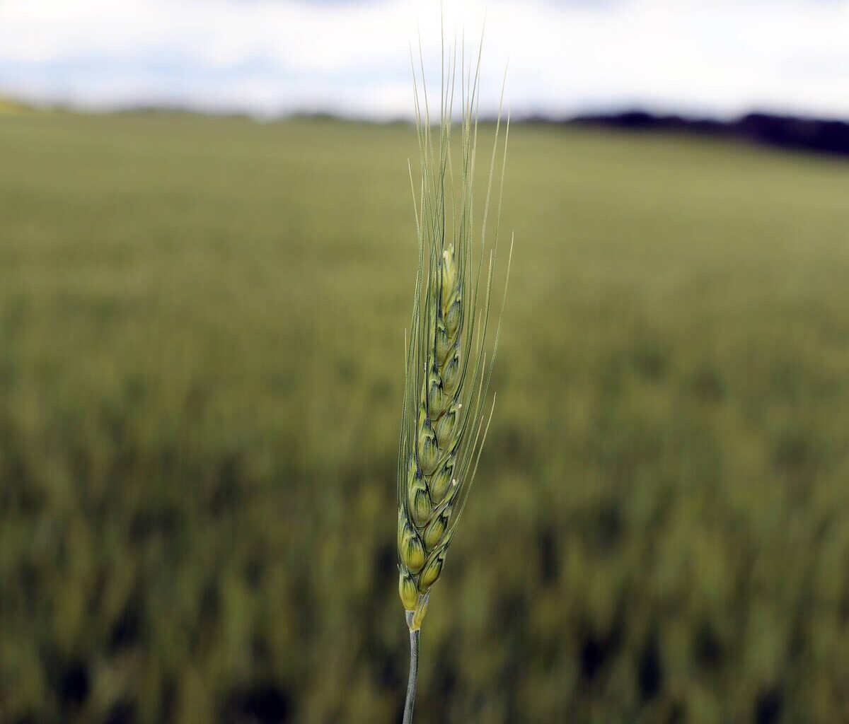 Wheat markets are under duress - DiscoverAirdrie.com