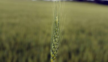 Wheat markets are under duress - DiscoverAirdrie.com
