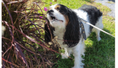 Upcoming Events at the Astoria Bookshop