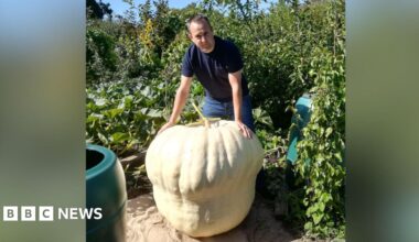 A man in a blue shirt and jeans standing over a giant white pumpkin. He is standing inside a garden.