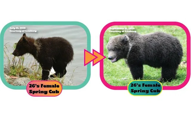 Candice Rusch See fat bear comparisons