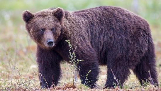 What is Fat Bear Week? (Unsplash)