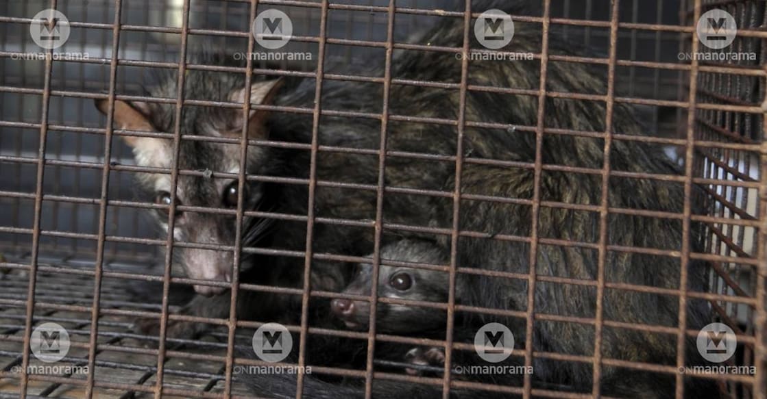 Civets in a cage. Photo: Manorama Archives