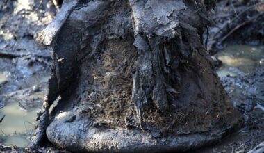 Ancient Microbial Samples Revealed in Mammoth Remains