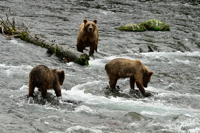 Candice Rusch Bears in preparation for Far Bear Week