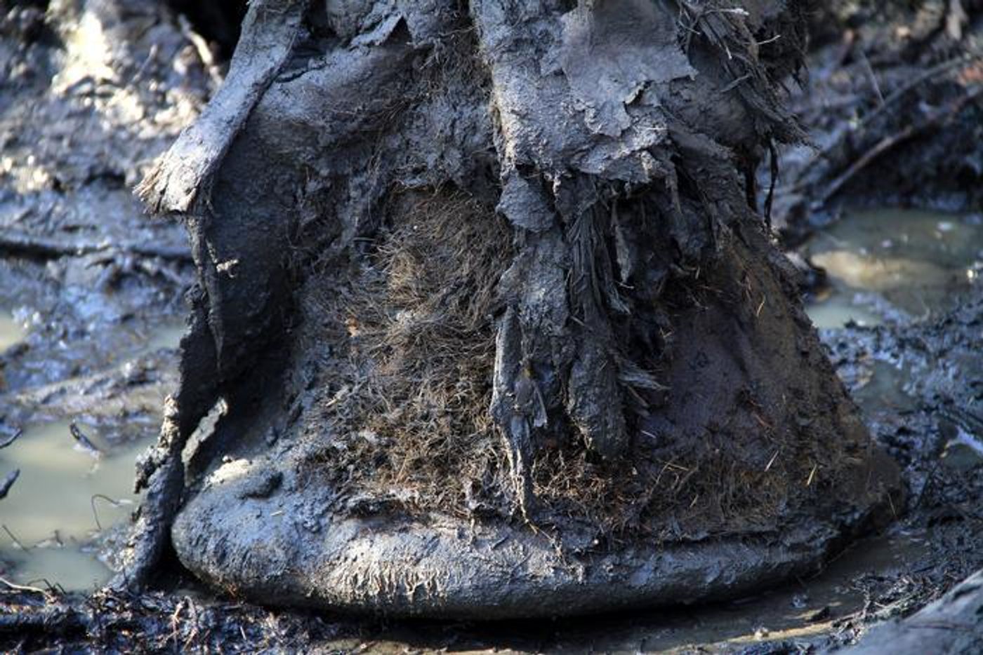 A mammoth foot / Image credit: Love Dalén