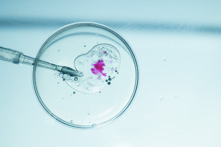 a needle inserted into a petri dish with a magenta cluster of cells