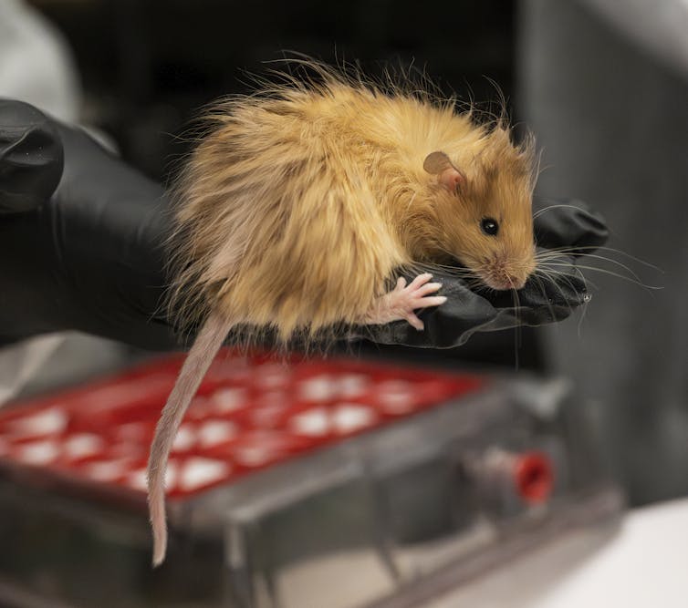 A gene-edited woolly mouse.