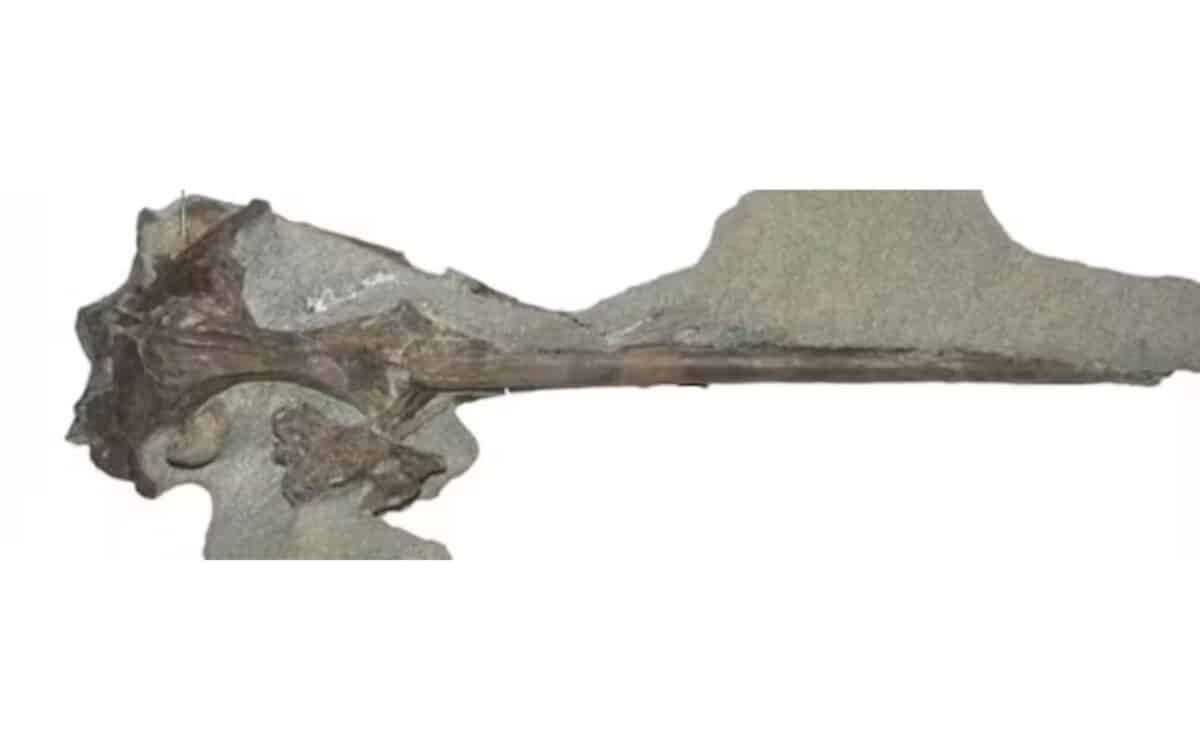 Fossils Unearthed From The Waipara Greensands Include A Skull Of One Of The Earliest Penguin Species. Author Provided, Cc By Sa