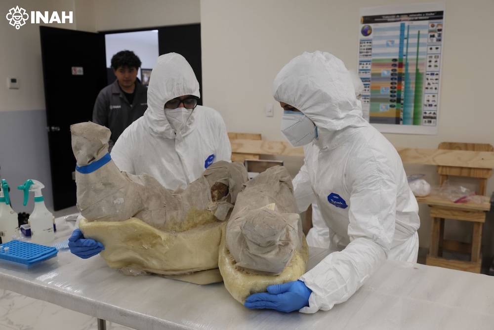 Two people in white suits hold a pair of mammoth tusks.