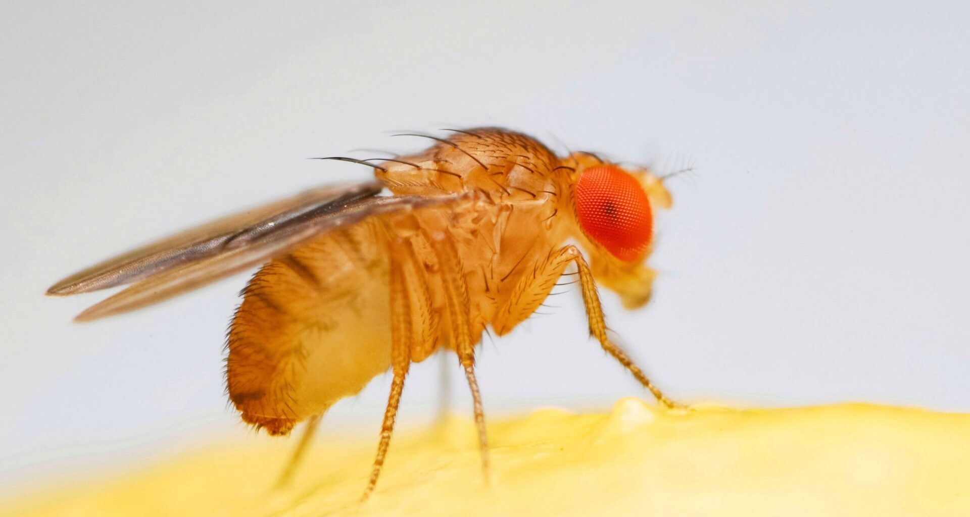 Fruit fly gene Zelda reveals secret of how cellular regeneration works