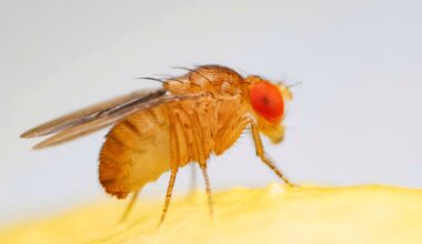 Fruit fly gene Zelda reveals secret of how cellular regeneration works