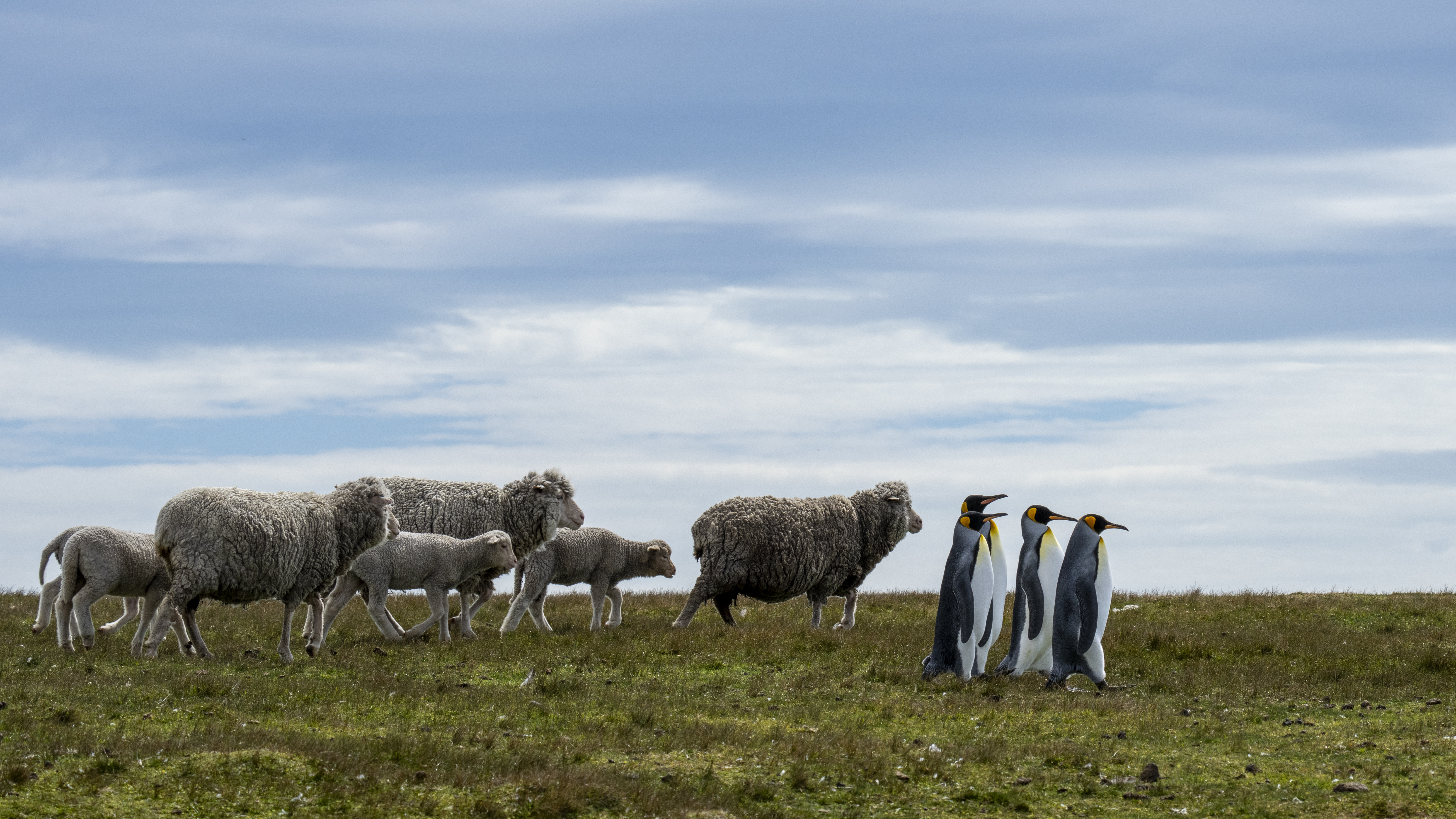 A group of sheep and lambs moving across a grassy field with three penguins on the right.