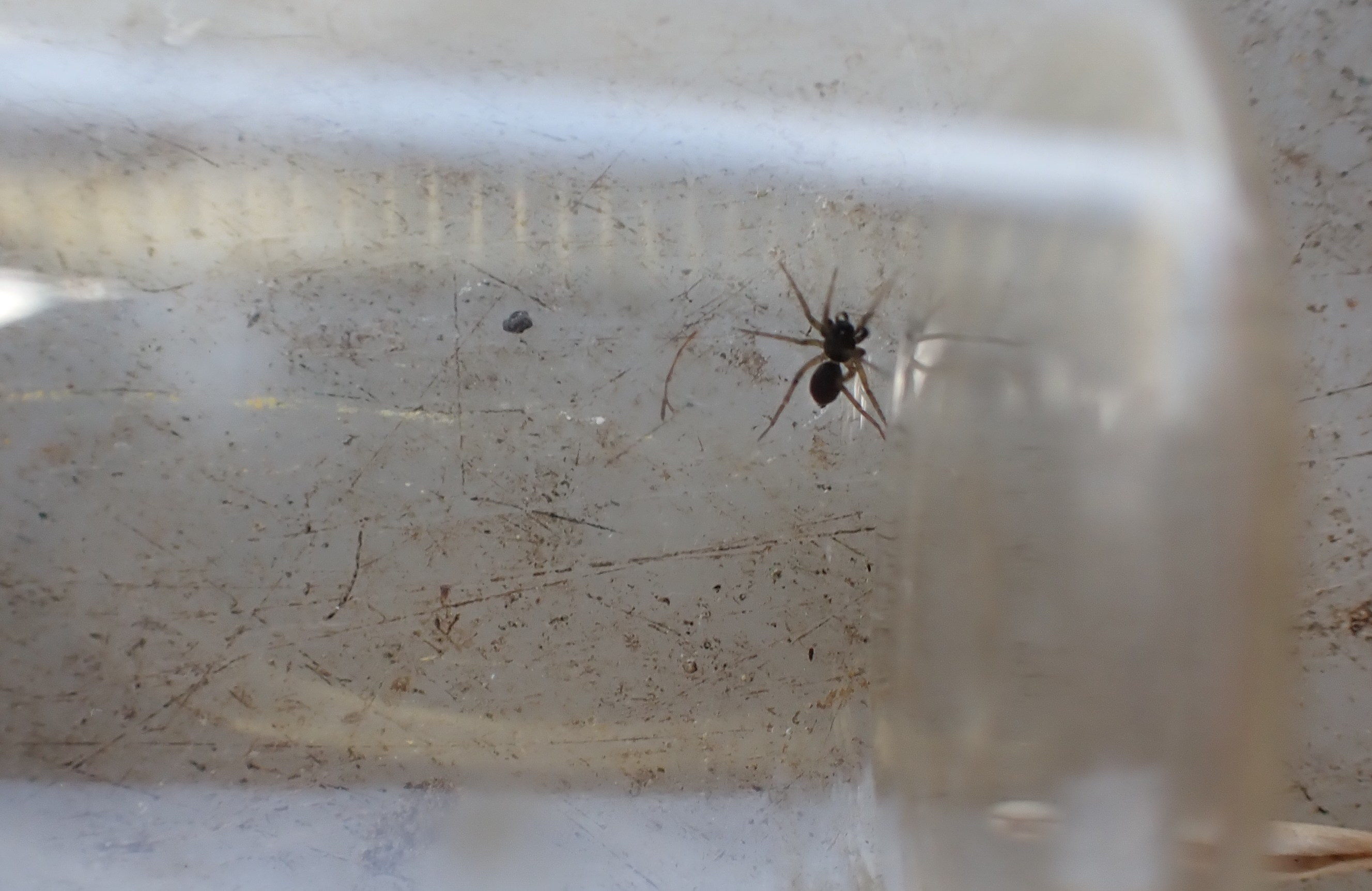 Aulonia albimana spider, or white-knuckled wolf spider, inside a glass tube.