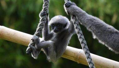 India seizes endangered primates found in checked bag