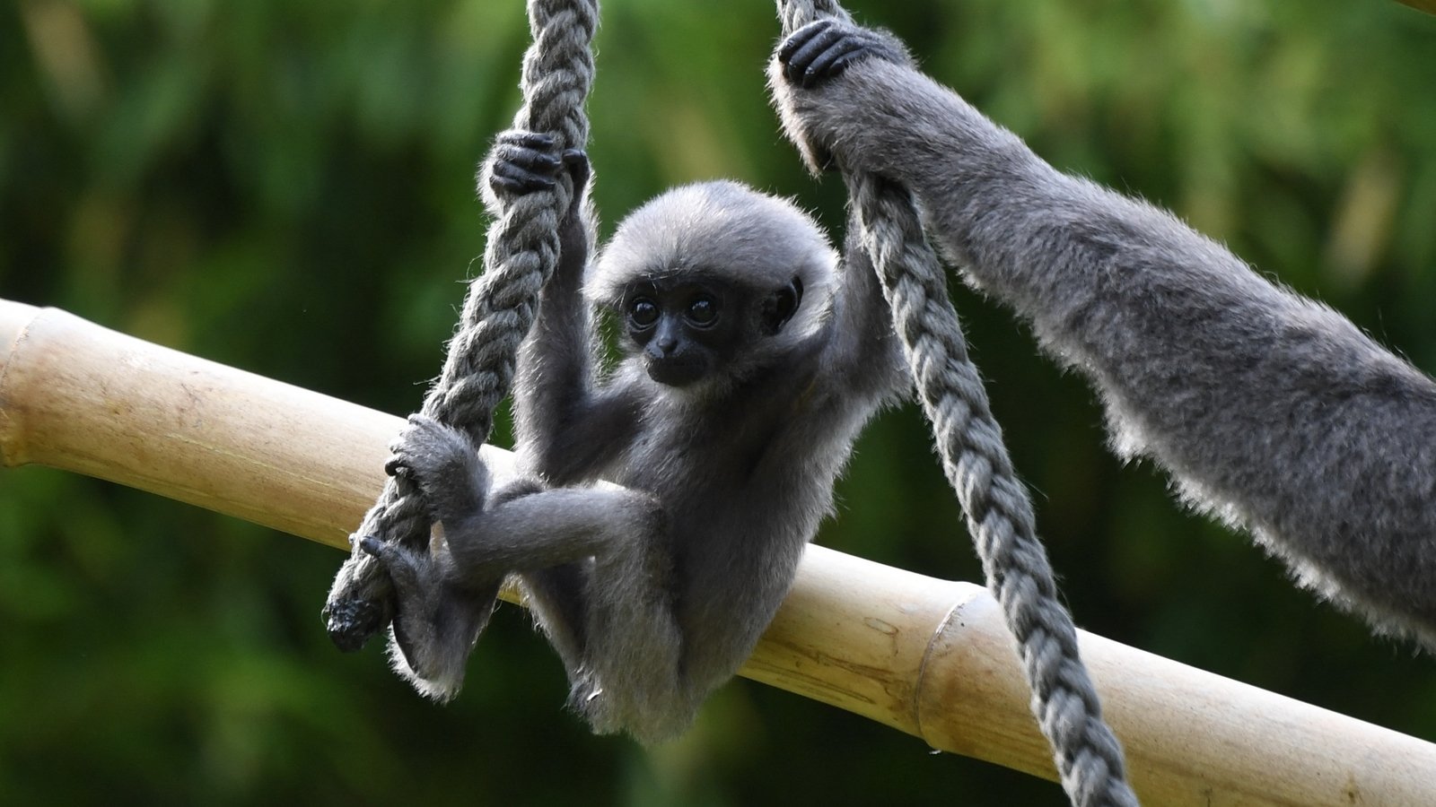 India seizes endangered primates found in checked bag
