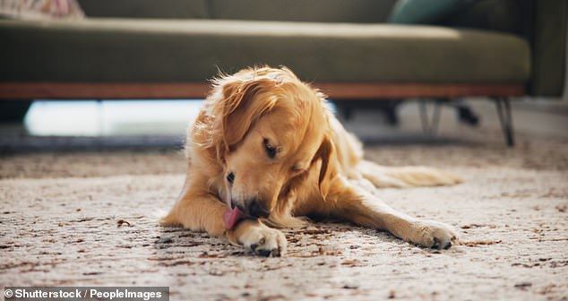 Large dog breeds like golden retrievers are becoming less common in Australian cities