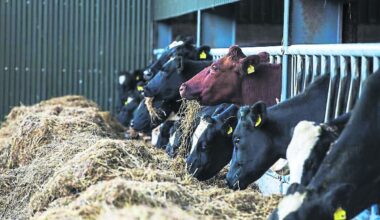 Over €2.4m for Louth farmers under the Eco-Scheme