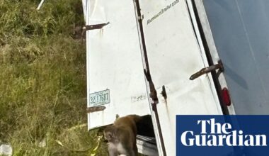 Potentially diseased lab monkey on the loose after truck crash in Mississippi | Mississippi