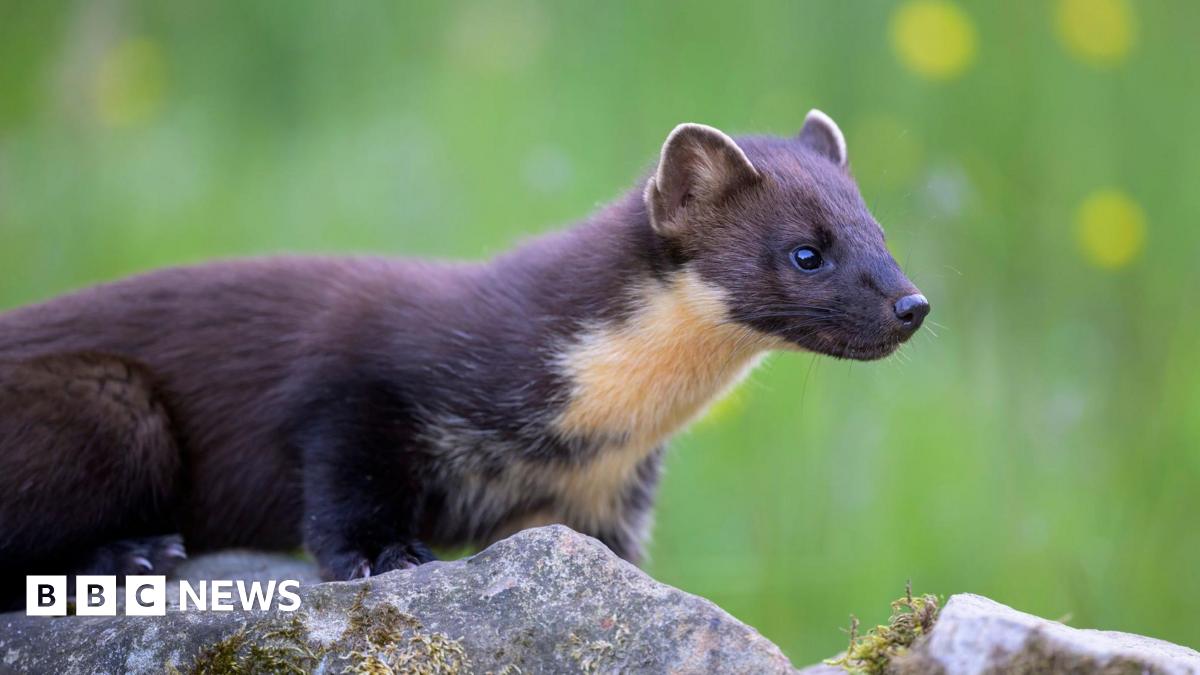 The picture shows a brown pine marten with a light coloured neck and chest sitting on top of a rock.