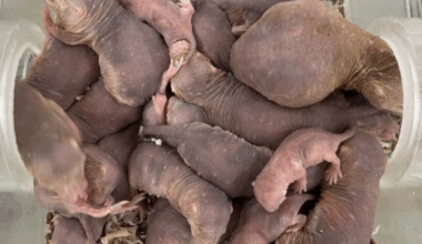 Mole-Rats Could Hold the Key to Living Longer
