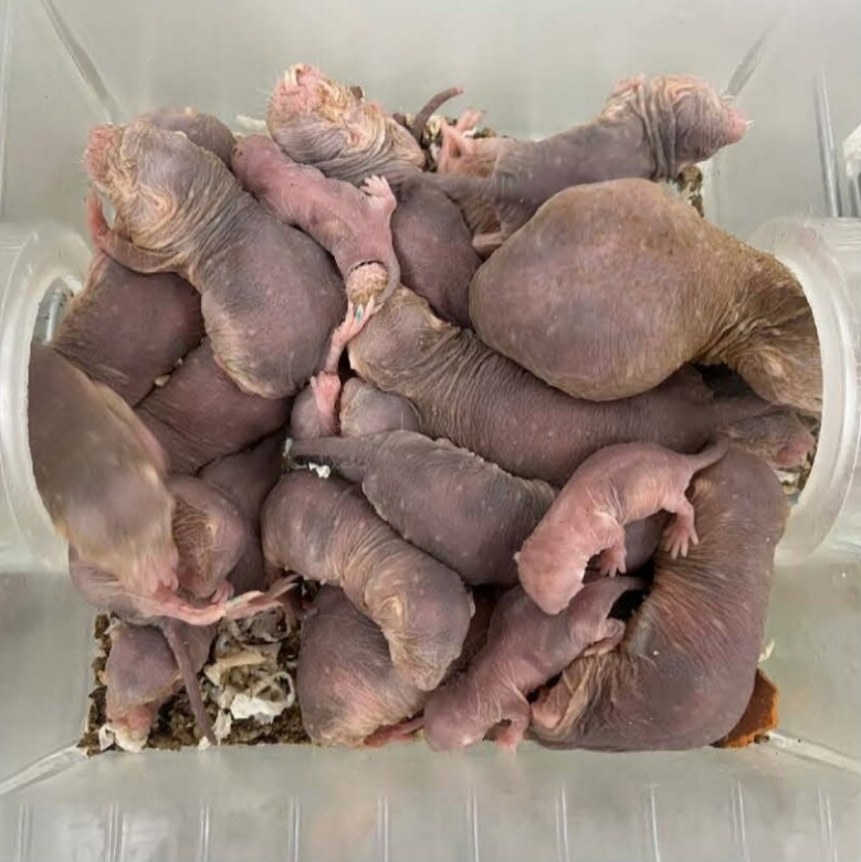 Mole-Rats Could Hold the Key to Living Longer