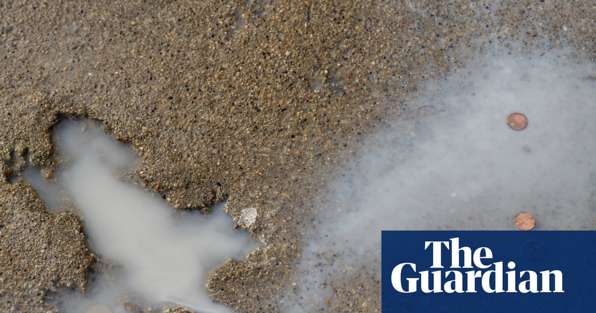 Chicago ‘Splatatouille’ was probably a squirrel, say researchers | Animals