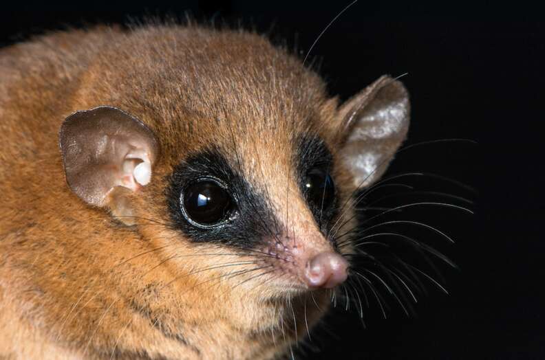 rare opossum