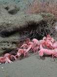 Scientists Find Rare 'Barbie-Pink' Animal Living In Deep Underwater Canyon