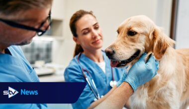 Vets should publish prices and cap medicine costs, watchdog says