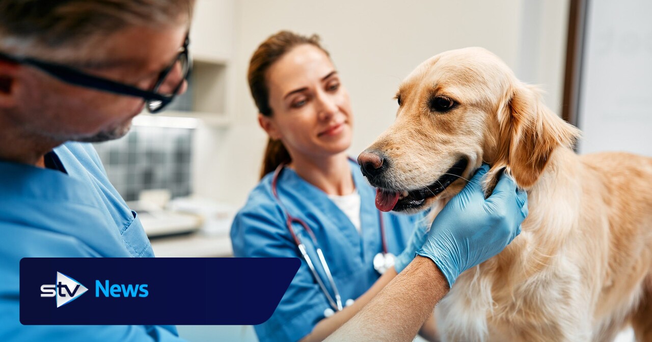 Vets should publish prices and cap medicine costs, watchdog says