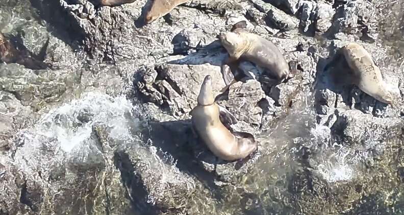 sea lion