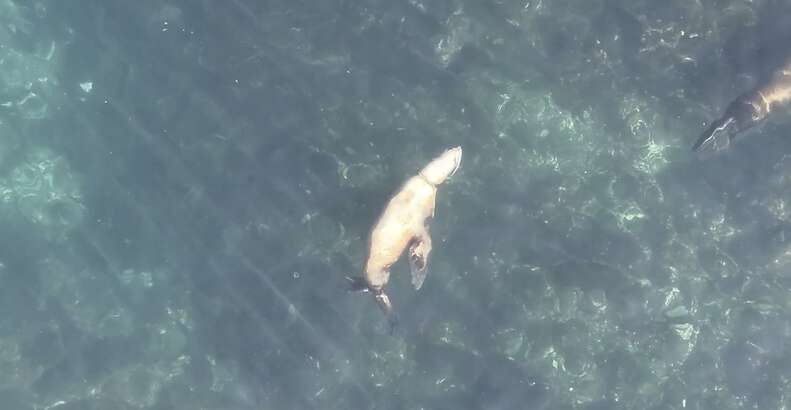 sea lion