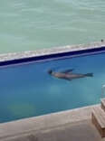 Sea Lion Takes A Dip In Hotel Pool — Then Steals Man's Lounge Chair