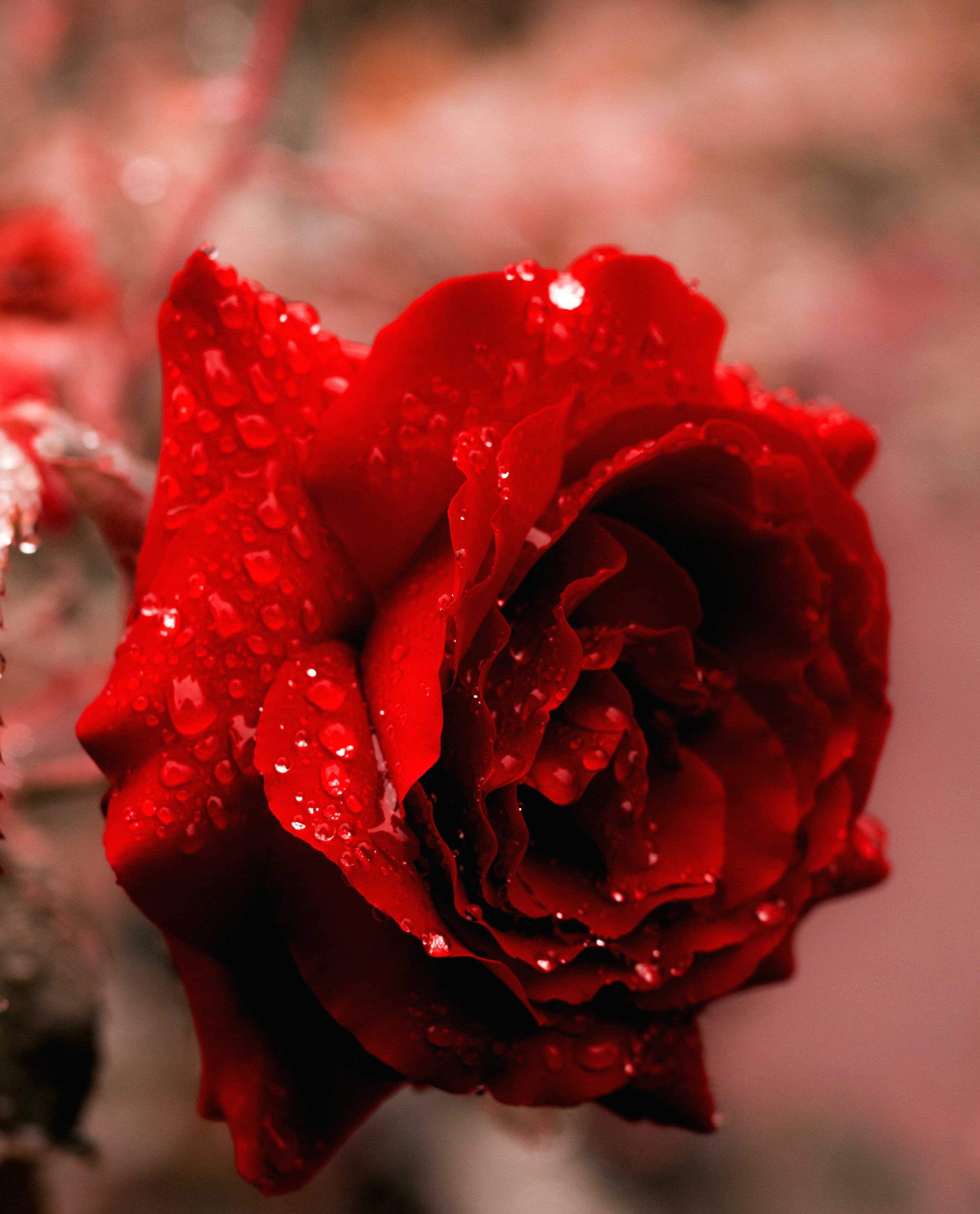 roses, flowers, aromatherapy, wellbeing, scents